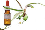 Green Spider Orchid 50ml