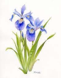 Blue Flag Extract