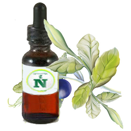 Bilberry Leaf Extract