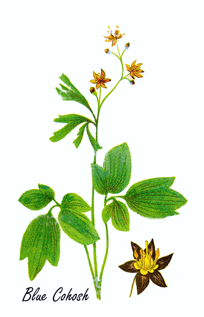 Blue Cohosh Extract