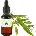 Bistort Extract