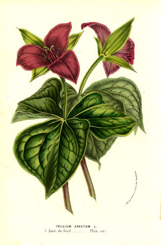 Bethroot Extract