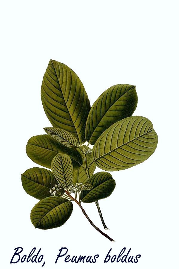 Boldo Leaf Extract