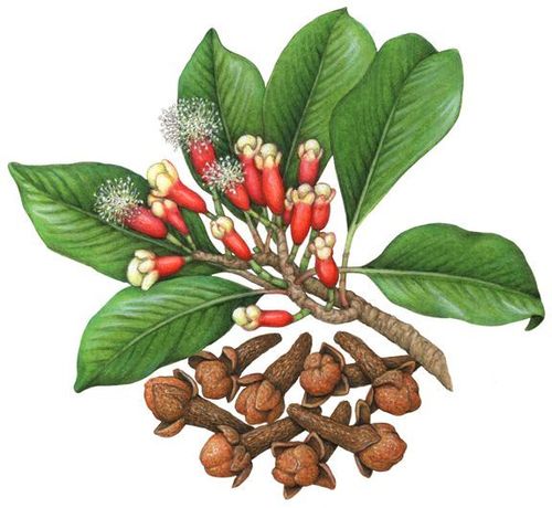 Cloves Extract