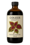 Coleus barbatus Extract