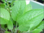 Comfrey Leaf Cert. Organic