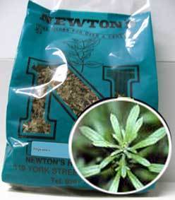 Holy Basil Vana Tulsi