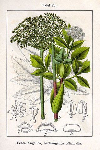 Angelica Archangelica Extract