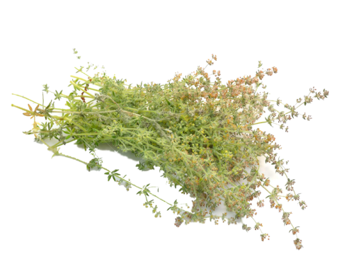 Bedstraw Herb Organic