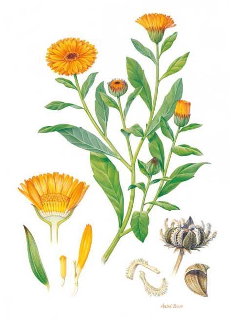Calendula Extract