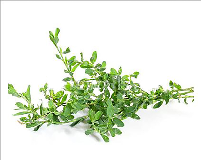 Knotgrass Organic 70g