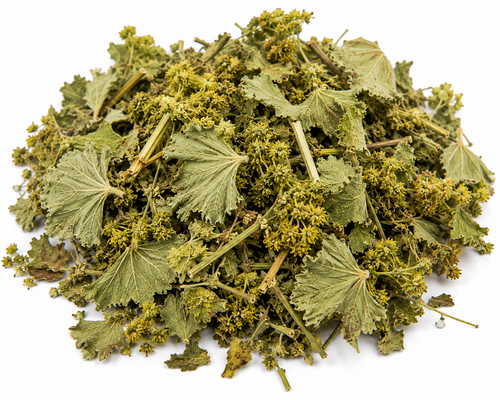 Ladies Mantle Herb Organic