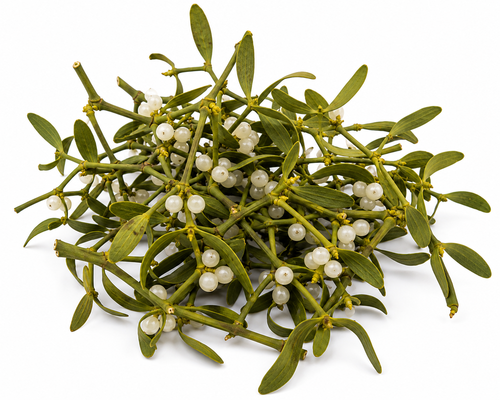 Mistletoe Cert. Organic