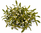 Mistletoe Cert. Organic