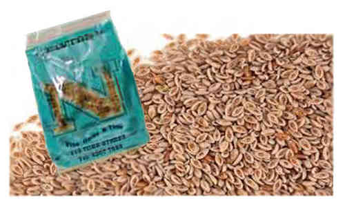 Psyllium Seeds Organic