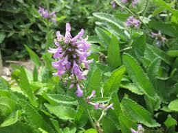 Betony Extract