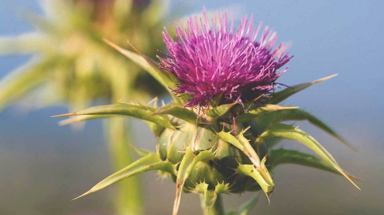 St Mary's Thistle Extract