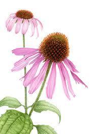 Echinacea Purpurea Extract