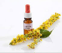 Agrimony Flower Essence