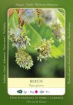 Beech Bach Flower Dosage
