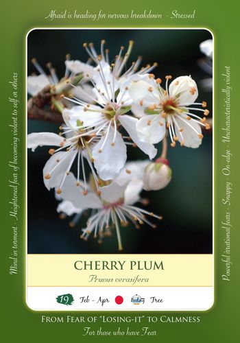 Cherry Plum Bach Flower Essence 50 ml