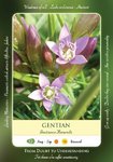 Gentian Flower Dosage 50ml