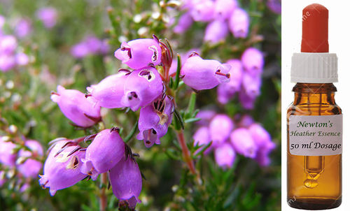 Heather Essence Dosage 50ml