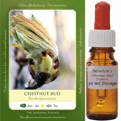 Chestnut Bud Essence