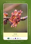 Elm English Flower Essence
