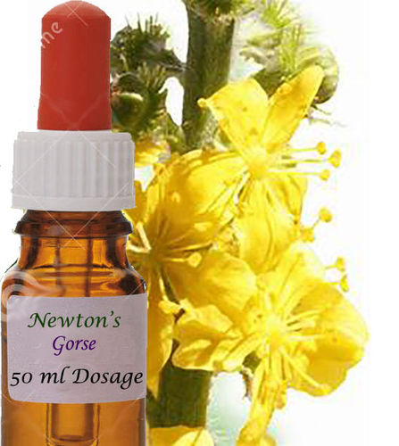 Flower Essence Gorse 50 ml