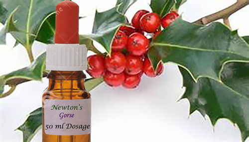 Flower Essence Holly 50ml