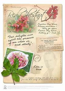 Red Chestnut Flower Essence