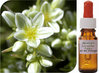 Scleranthus Flower Essence 50ml
