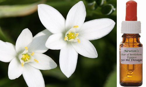 Star of Bethlehem Flower Essence