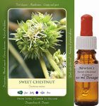 Sweet Chestnut Flower Essence 50ml