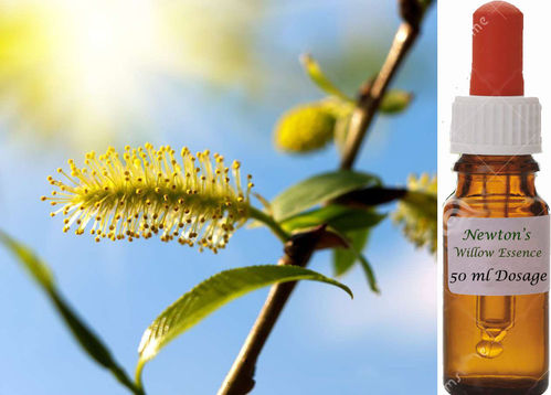 Willow Flower Essence Dosage 50ml