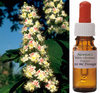 White Chestnut Flower Dosage