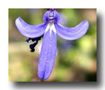 Australian Bush Angelsword 50ml