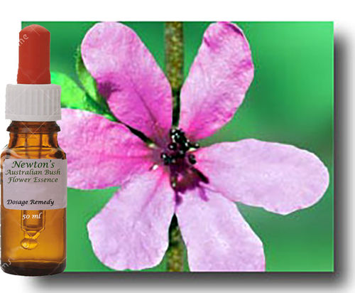 Dog Rose 50ml