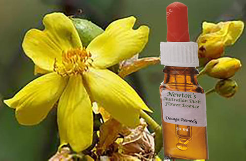 Kapok Bush 50ml