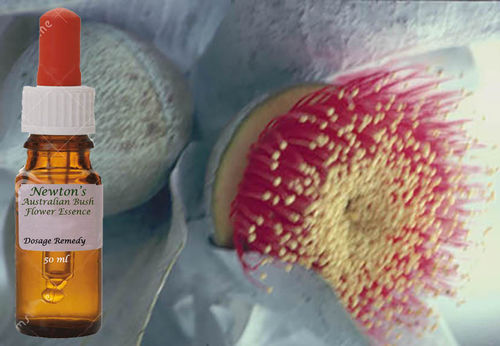 Macrocarpa 50ml