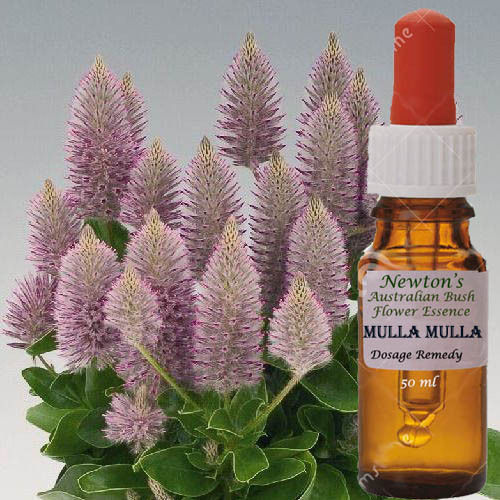 Mulla Mulla 50ml