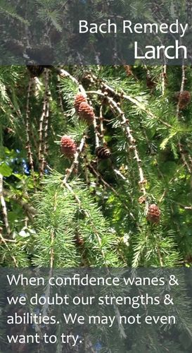 Newtons Larch Flower Essence