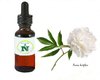 Peony Extract