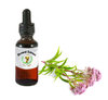 Boneset Extract