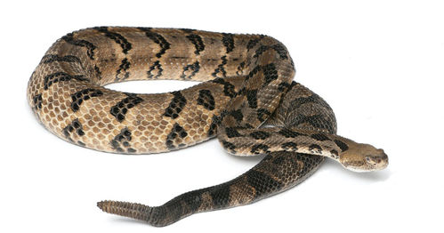 Crotalus Horridus