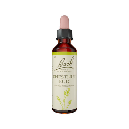 Bach Chestnut Bud Stock Bottle 20ml