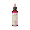 Star of Bethlehem  Stock Bottle 20ml