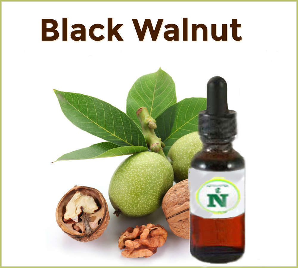 Juglans Regia