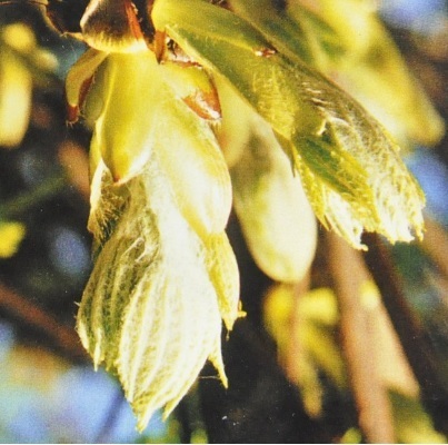 Ainsworth Chestnut Bud Stock